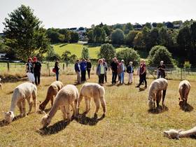 Jahresausflug 2019: Zu Gast bei den Alpakas des Westens